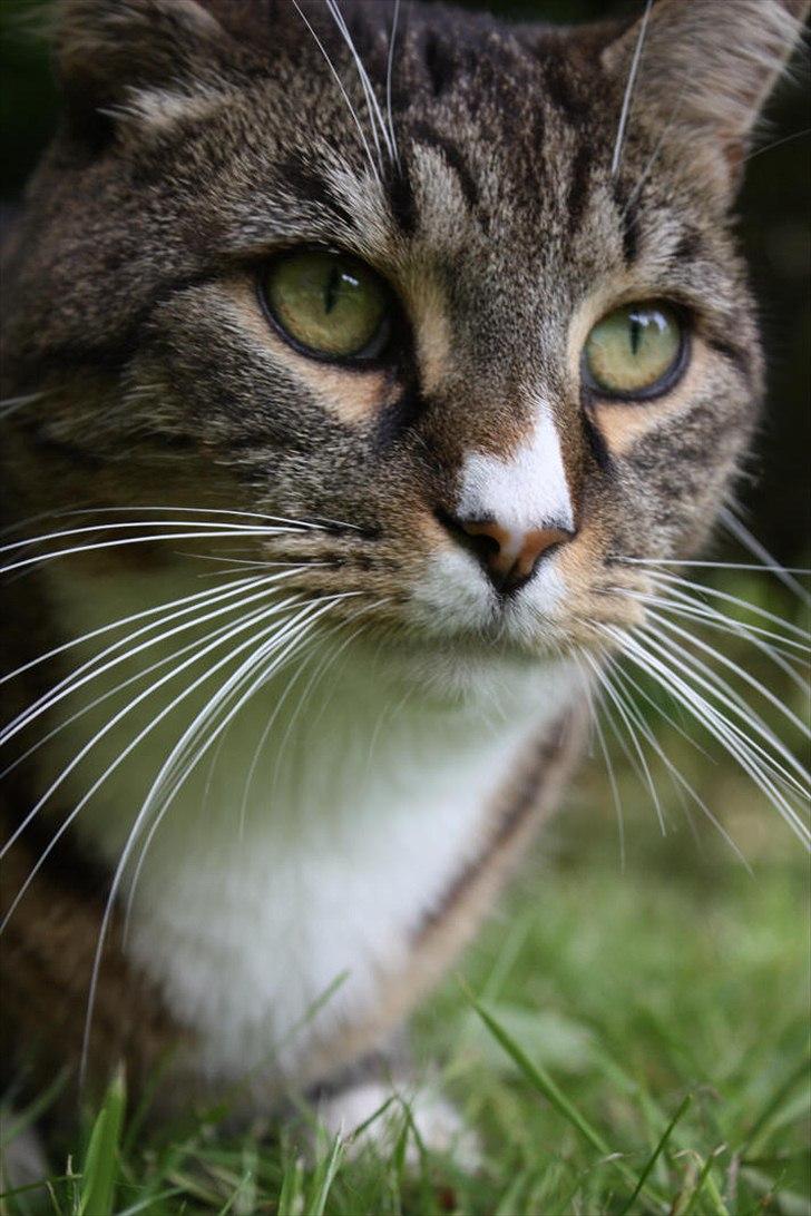 Huskat Oskar billede 1