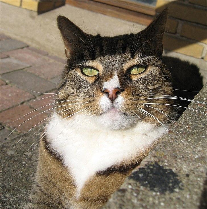 Huskat Oskar billede 6