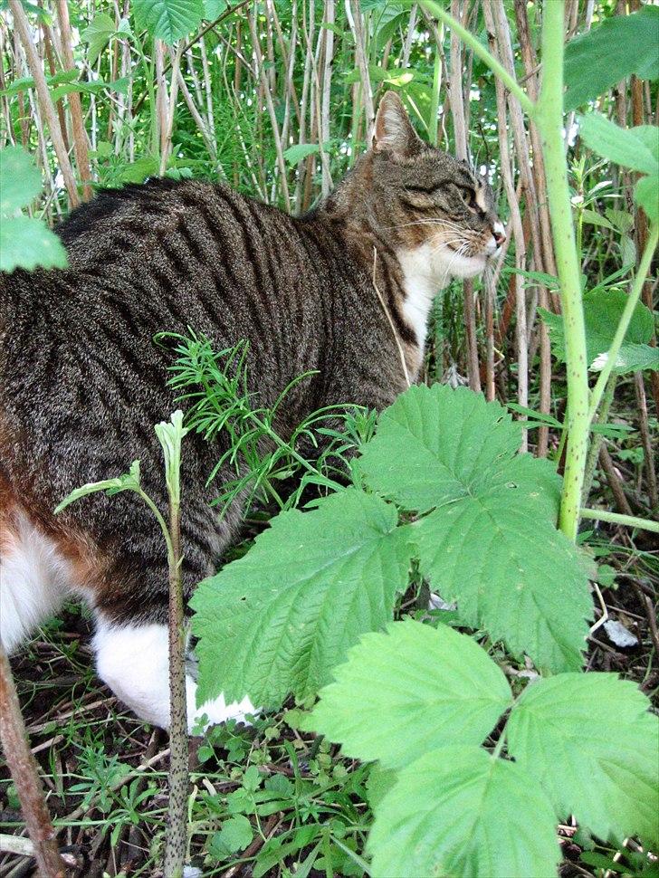 Huskat Oskar billede 7