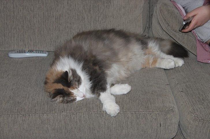 Sibirisk Kat Gumse billede 4