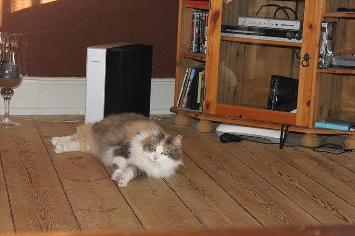 Sibirisk Kat Gumse billede 5