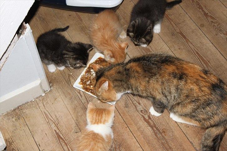 Huskat O's Grisling <3  billede 8