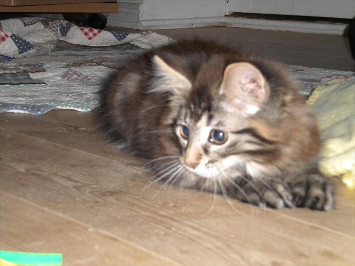 Maine Coon Maximus billede 1