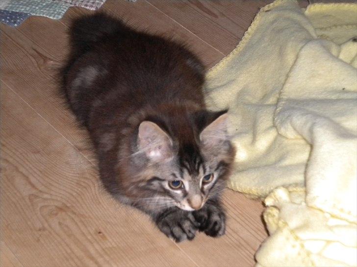 Maine Coon Maximus billede 2