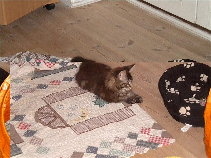 Maine Coon Maximus billede 3