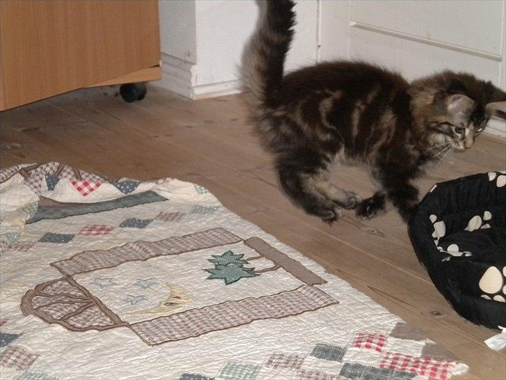 Maine Coon Maximus billede 4