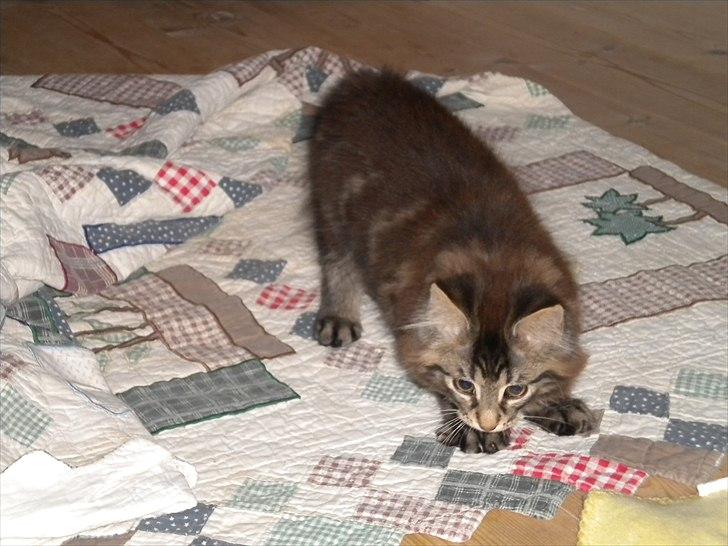 Maine Coon Maximus billede 5