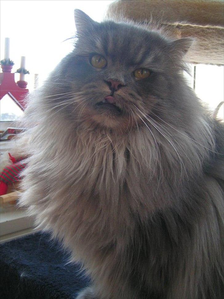 Blanding af racer Bittenøv billede 8