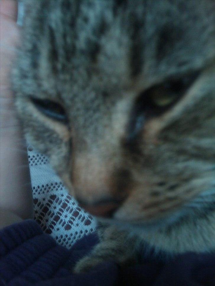 Huskat Sofine billede 20