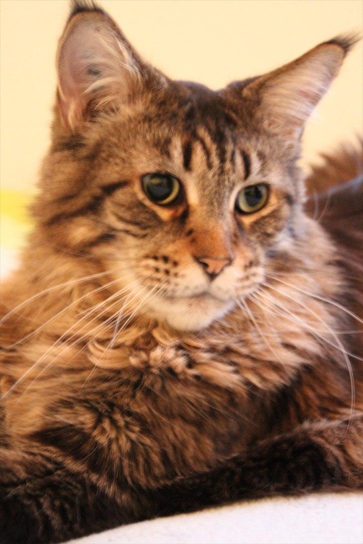 Maine Coon Tabby billede 20