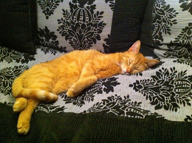 Huskat Felix - Reeelaaax! billede 4