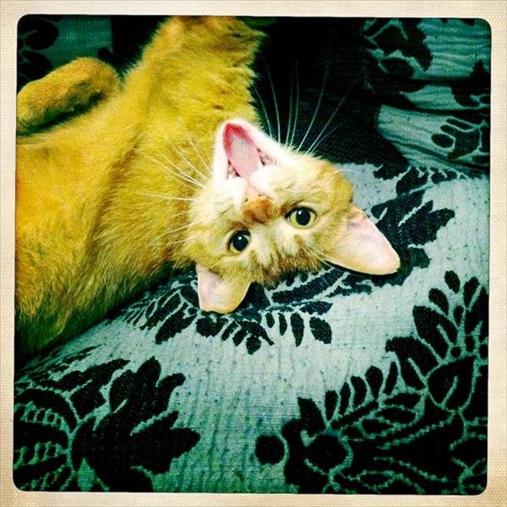 Huskat Felix billede 5