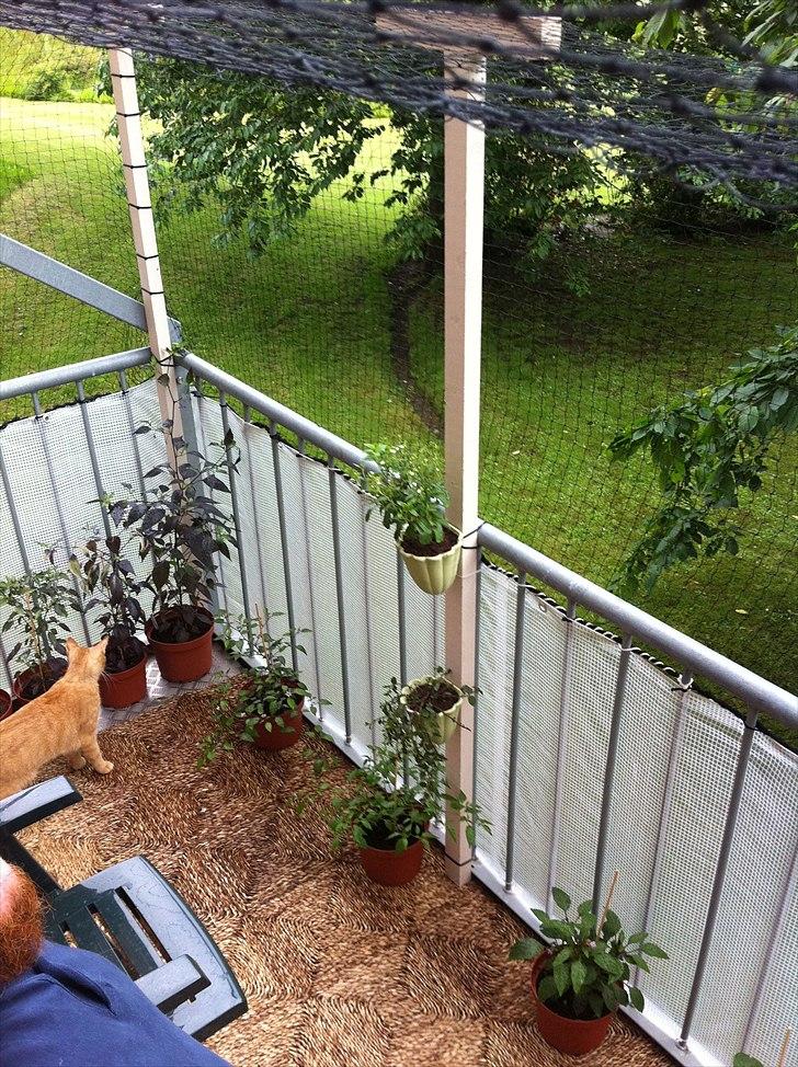 Huskat Felix - Altanen - der er blevet kattesikret. billede 6