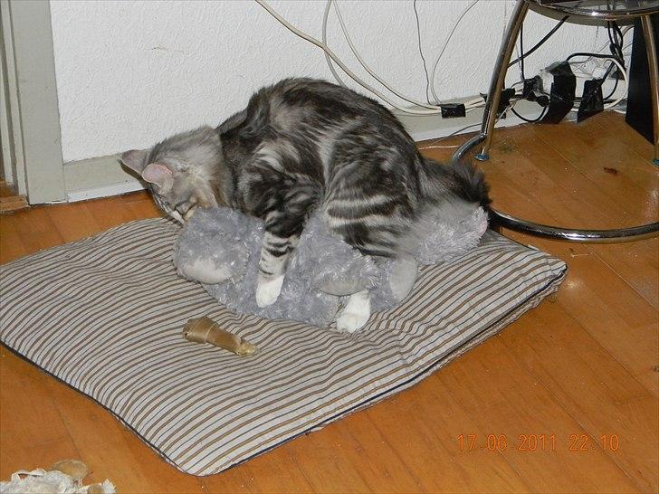 Norsk Skovkat †Darwin von der Bohlkate† billede 16