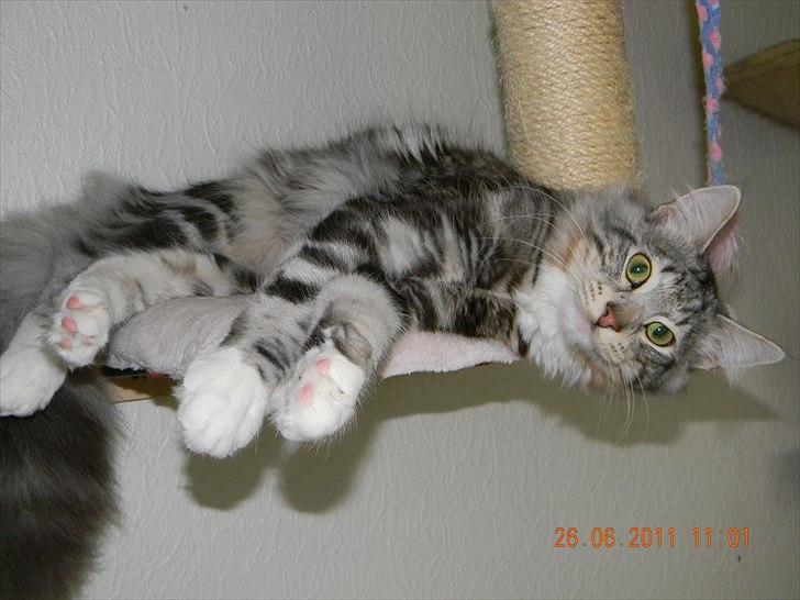 Norsk Skovkat †Darwin von der Bohlkate† billede 17