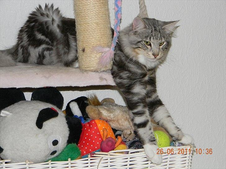 Norsk Skovkat †Darwin von der Bohlkate† billede 7