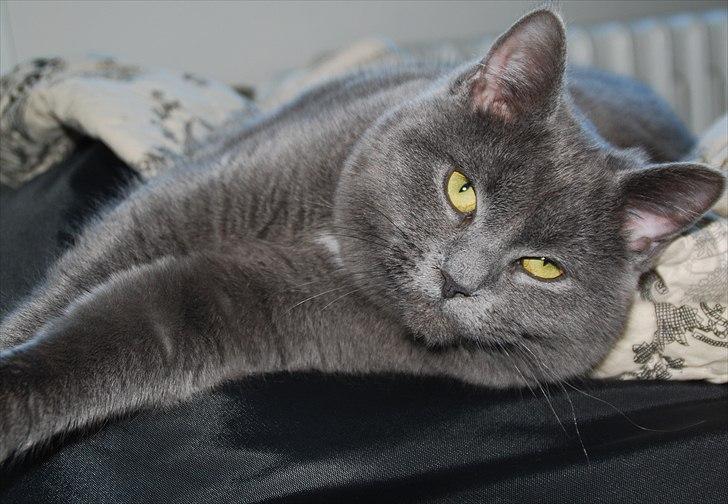 Blanding af racer Silke billede 1