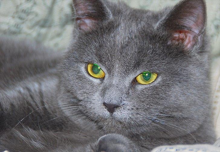 Blanding af racer Silke billede 2