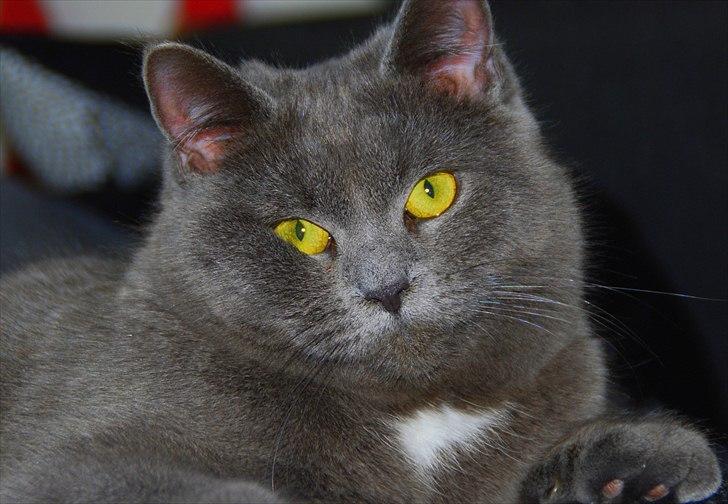 Blanding af racer Silke billede 3