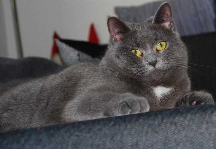 Blanding af racer Silke billede 4