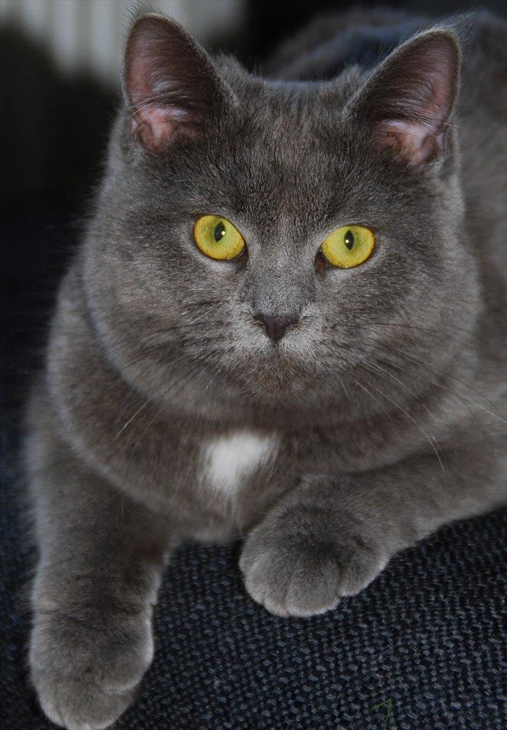 Blanding af racer Silke billede 5