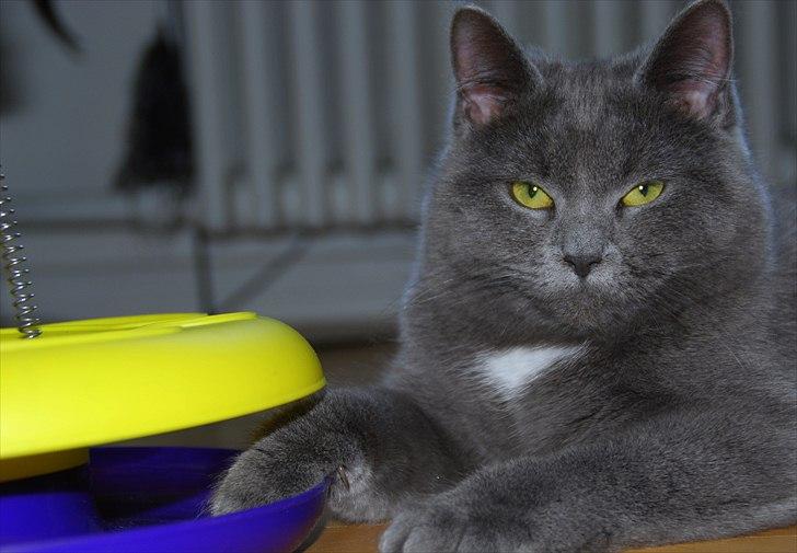 Blanding af racer Silke billede 6