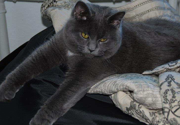 Blanding af racer Silke billede 7