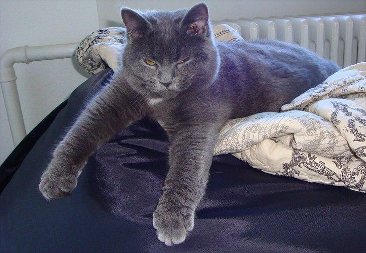 Blanding af racer Silke billede 8