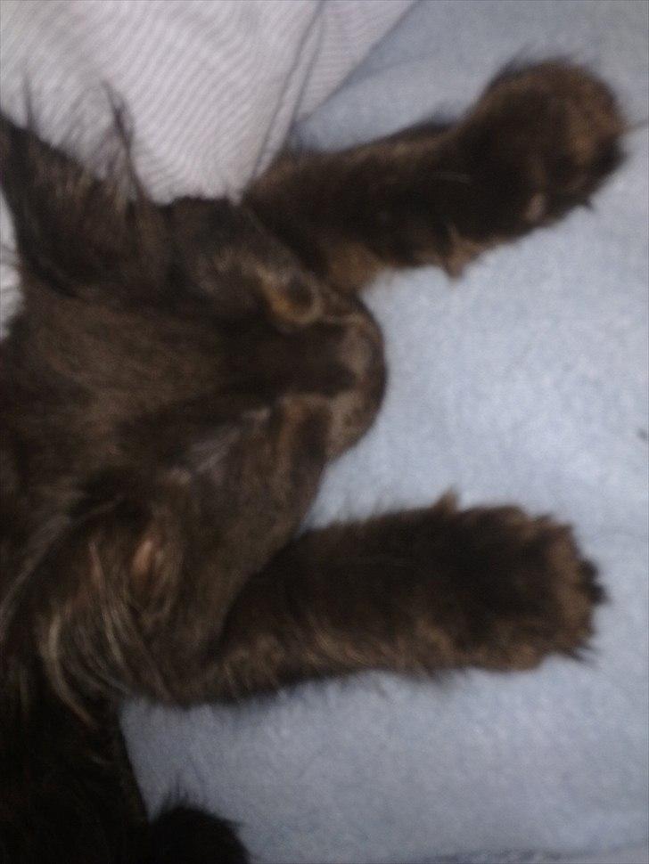 Maine Coon Codi  Nunu  billede 9