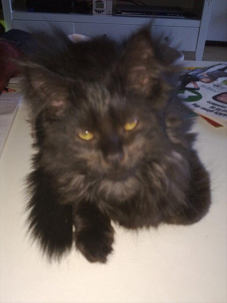 Maine Coon Codi  Nunu  billede 10