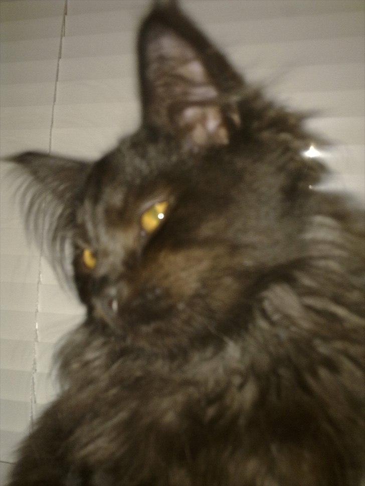 Maine Coon Codi  Nunu  billede 11