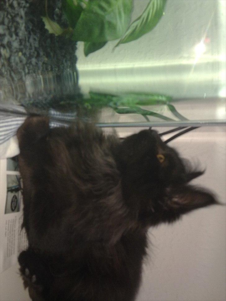 Maine Coon Codi  Nunu  billede 12