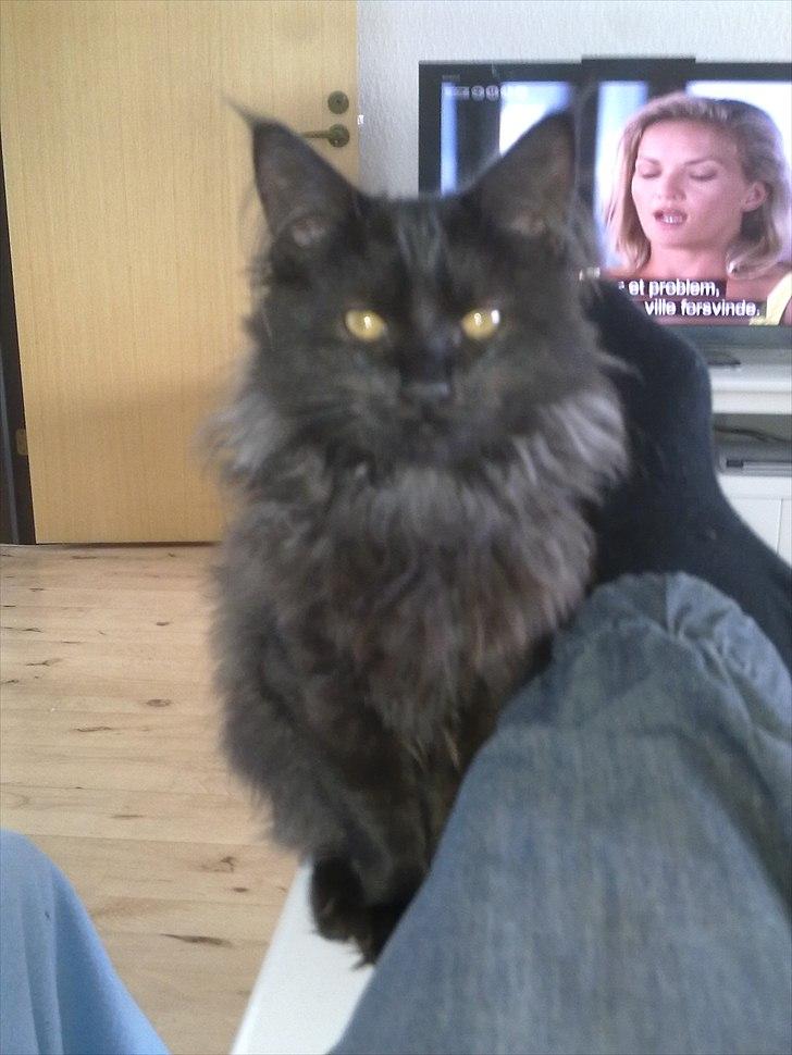 Maine Coon Codi  Nunu  billede 13