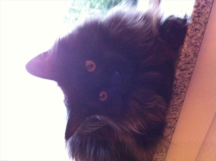 Maine Coon Codi  Nunu  billede 14