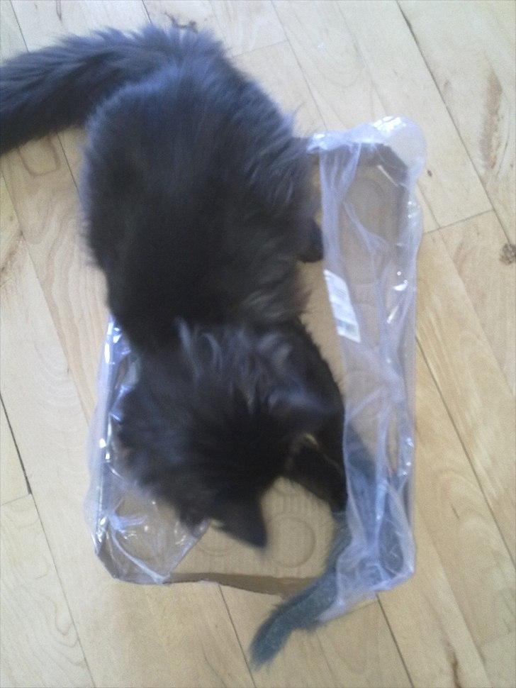 Maine Coon Codi  Nunu  billede 15