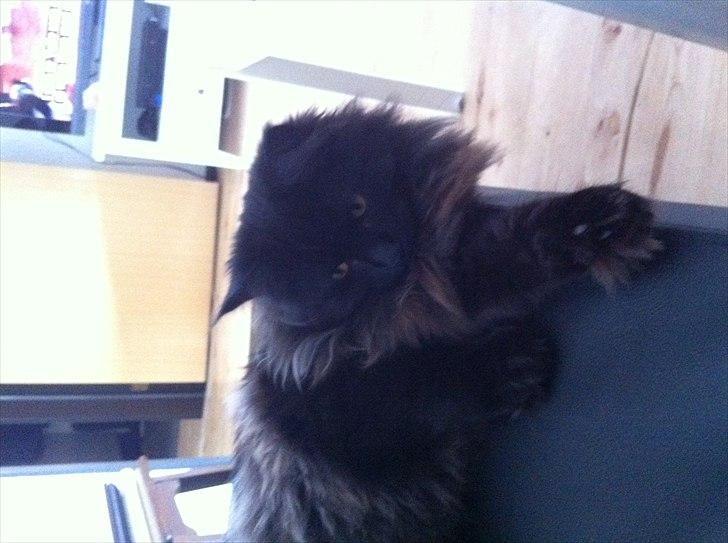 Maine Coon Codi  Nunu  billede 16