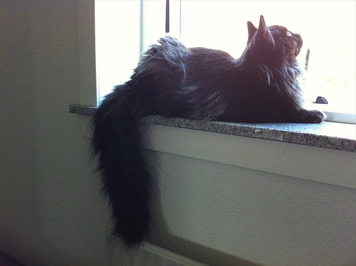 Maine Coon Codi  Nunu  billede 17