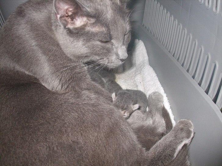 Huskat Mille billede 12