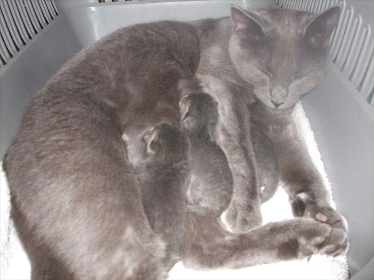 Huskat Mille billede 13