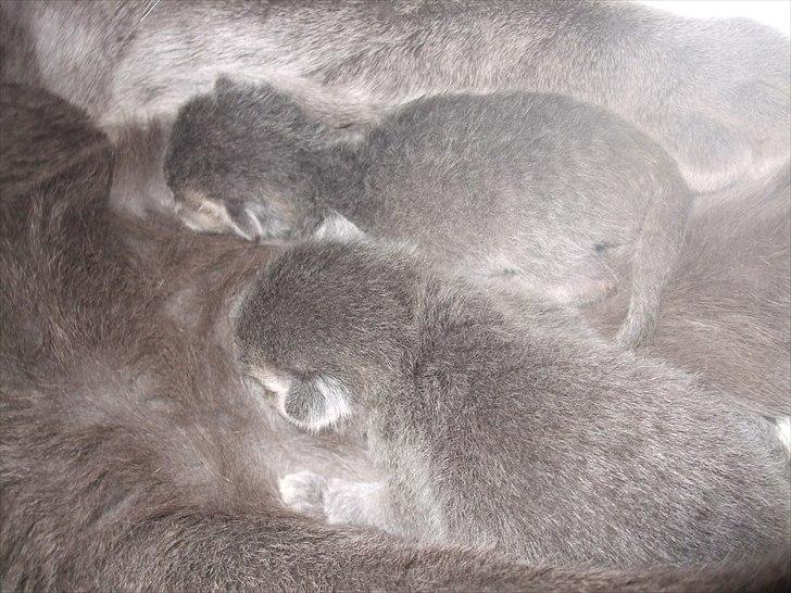 Huskat Mille billede 14