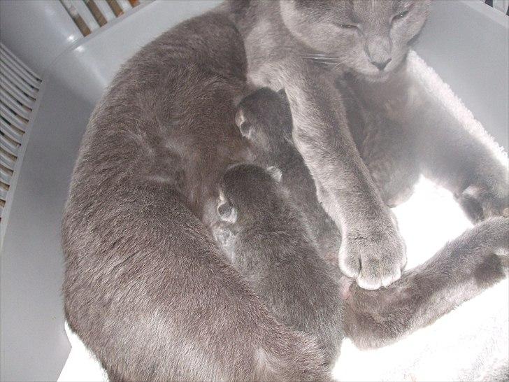 Huskat Mille billede 15