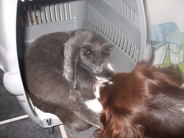 Huskat Mille billede 16