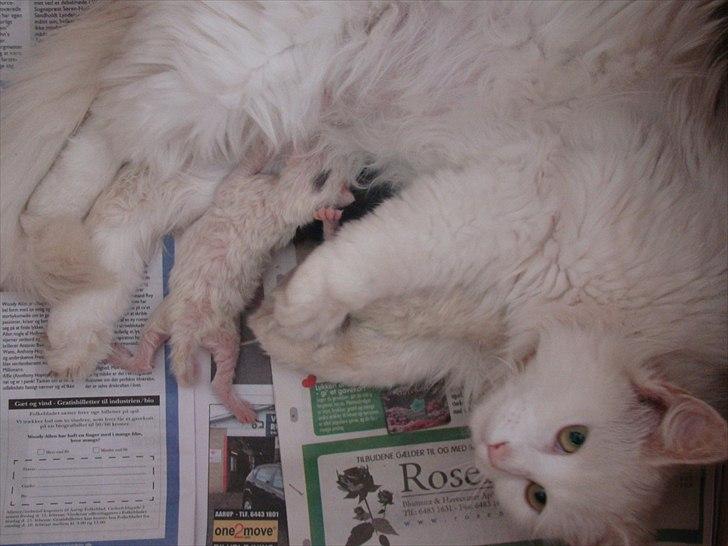 Blanding af racer Bo - Her er Beau lige født :-) billede 19