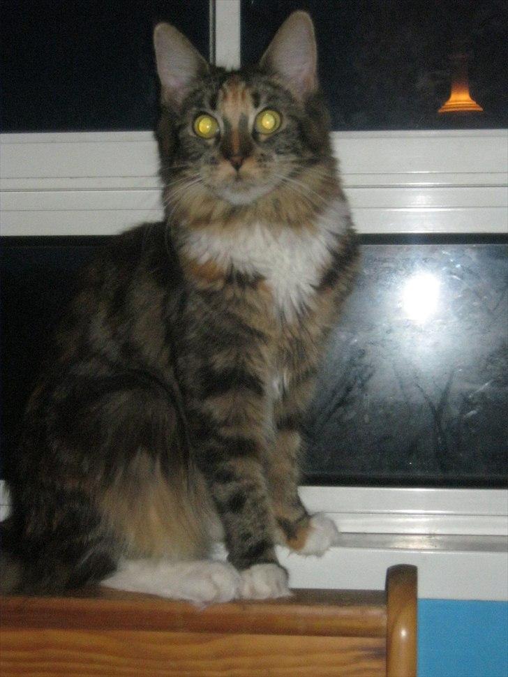 Maine Coon lykkekatte Lakota billede 19