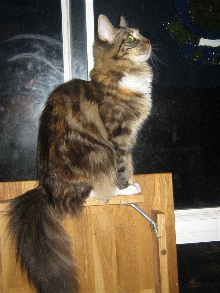 Maine Coon lykkekatte Lakota billede 20