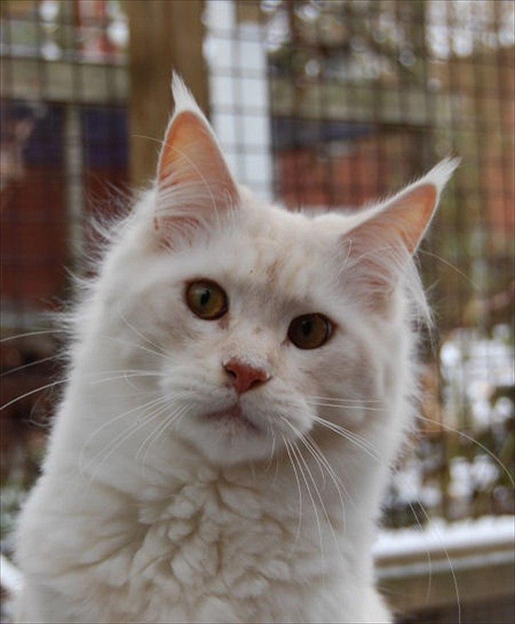 Maine Coon Tickle Me billede 1