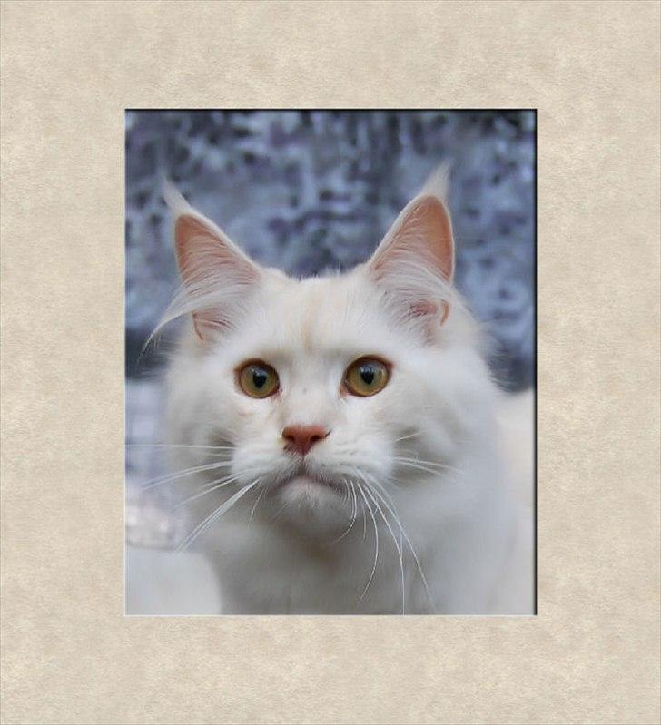 Maine Coon Tickle Me billede 3