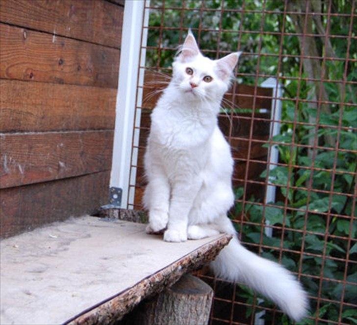 Maine Coon Tickle Me billede 4