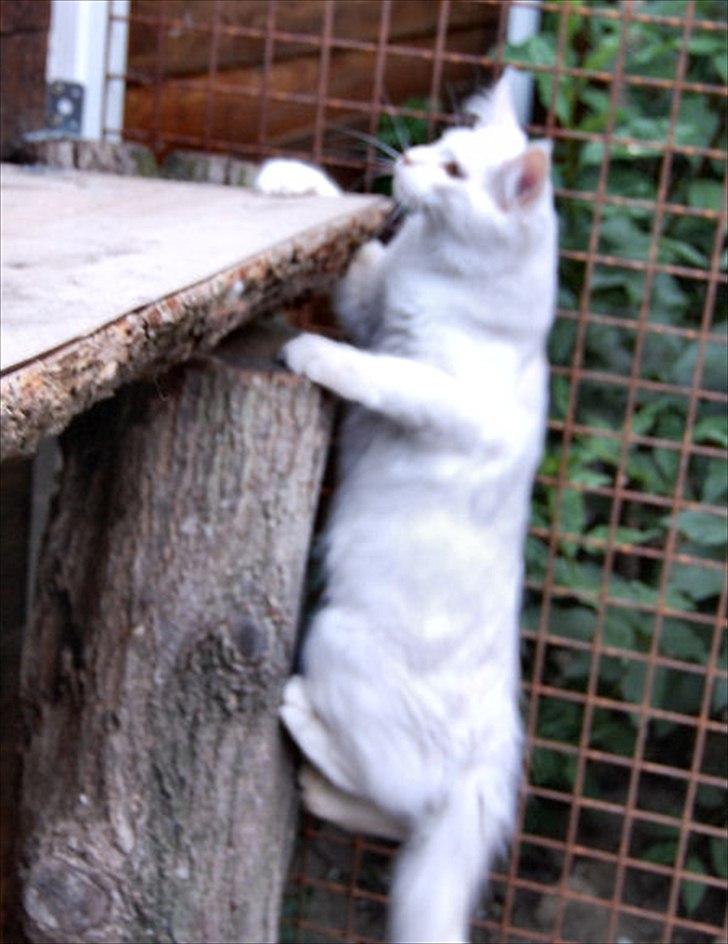 Maine Coon Tickle Me billede 5