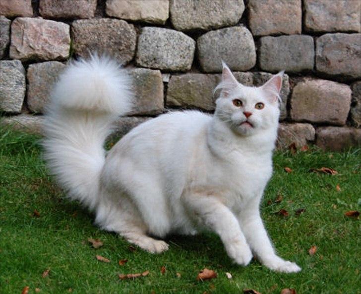 Maine Coon Tickle Me billede 6